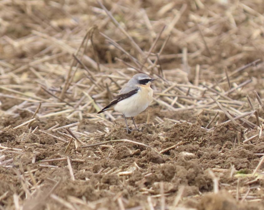 Wheatear, Burgh Heath (I Ward).