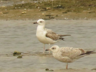 Caspian Gull, Beddington Farmlands (I Jones).