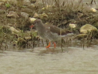 Redshank, Beddington Farmlands (I Jones).