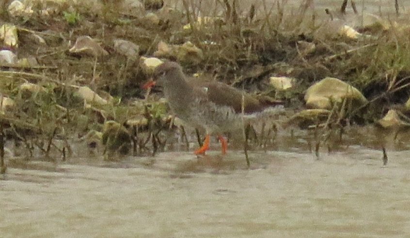 Redshank, Beddington Farmlands (I Jones).