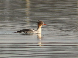 Red-breasted Merganser, Island Barn Reservoir (D Harris).