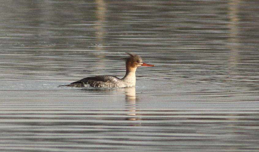 Red-breasted Merganser, Island Barn Reservoir (D Harris).