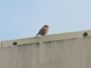 Black Redstart, Tate Modern (J Reeves).