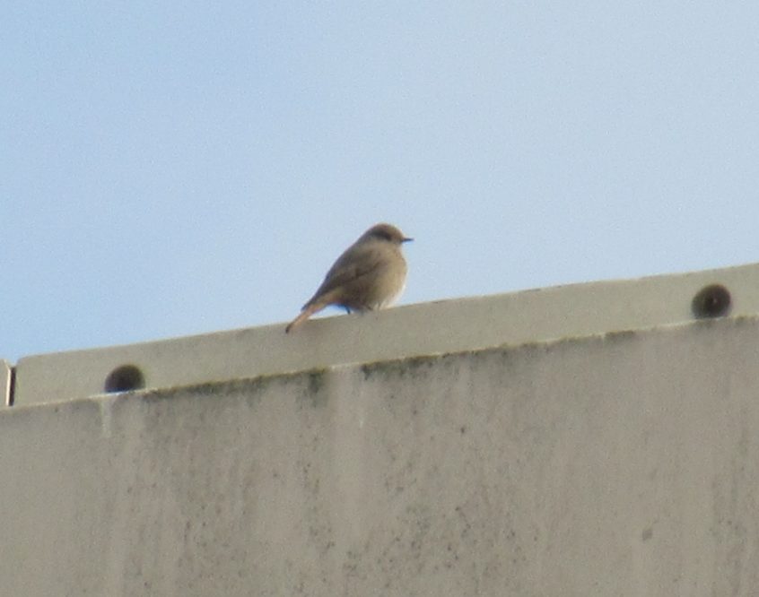 Black Redstart, Tate Modern (J Reeves).