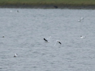 Little Gulls, Island Barn Reservoir (D Harris).
