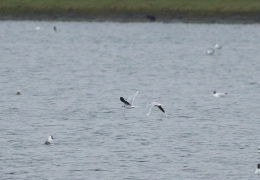 Little Gulls, Island Barn Reservoir (D Harris).