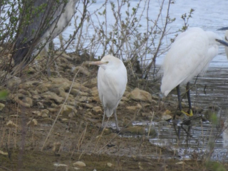 Cattle Egret, Beddington Farmlands (D Warren).