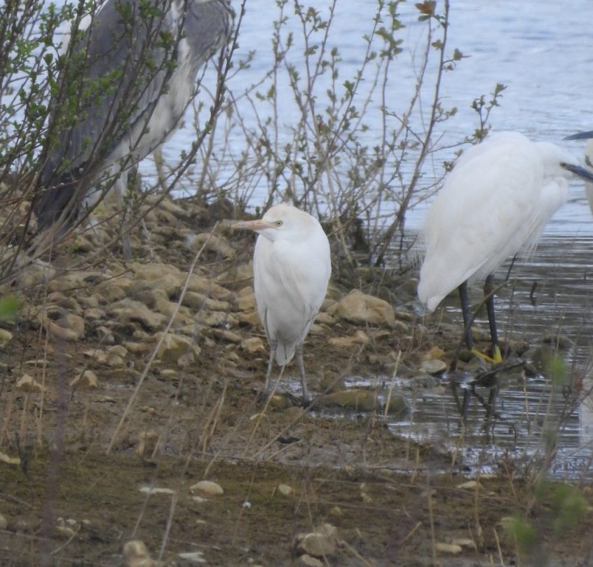 Cattle Egret, Beddington Farmlands (D Warren).