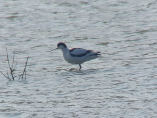 Avocet, Beddington Farmlands (Z Pannifer).