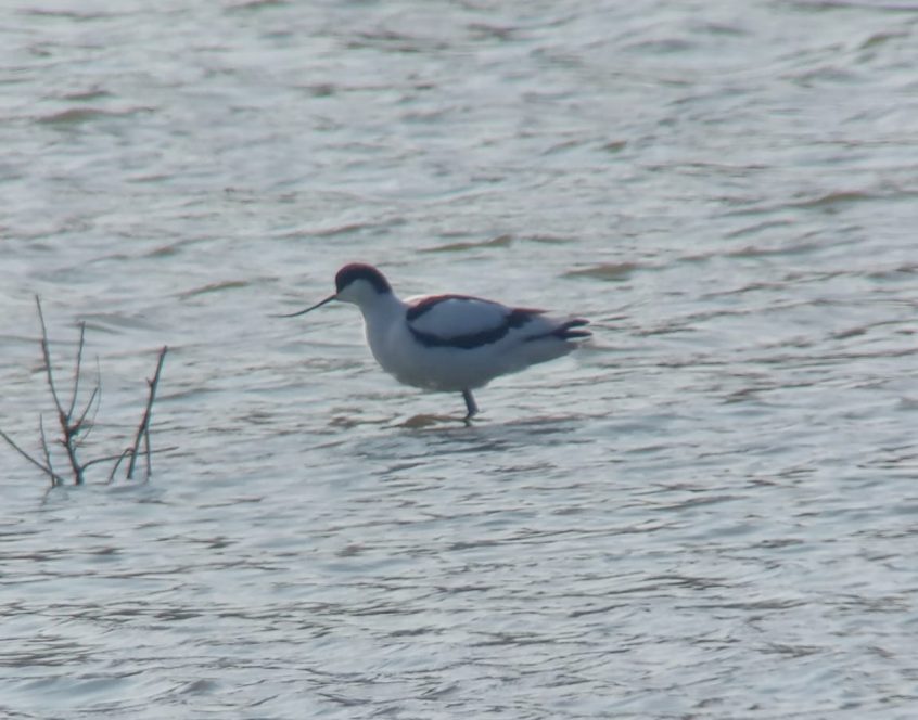 Avocet, Beddington Farmlands (Z Pannifer).