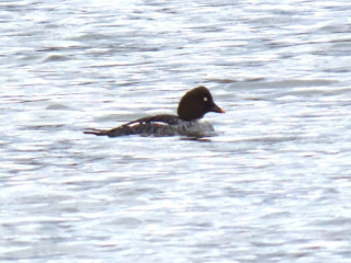Goldeneye, London Wetland Centre (B Bird).
