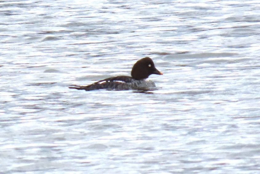 Goldeneye, London Wetland Centre (B Bird).