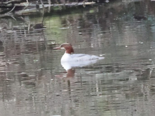 Goosander, Thursley Common (S Allen).