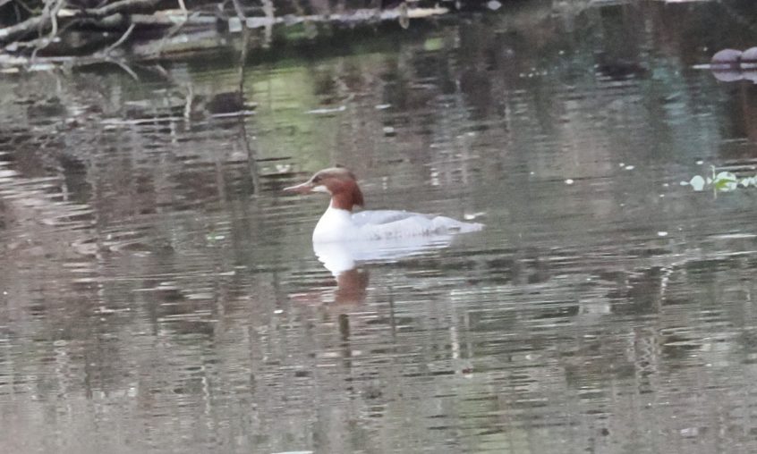 Goosander, Thursley Common (S Allen).