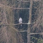 Goshawk, Effingham Forest (A Bird).