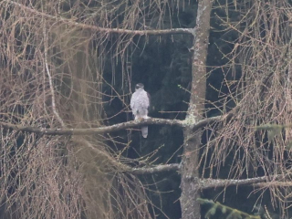 Goshawk, Effingham Forest (A Bird).