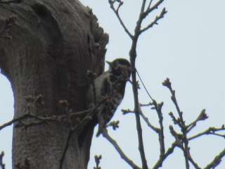 Lesser Spotted Woodpecker, Richmond Park (J Reeves).