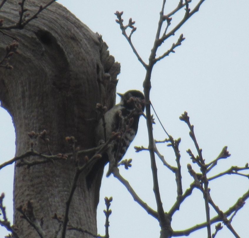 Lesser Spotted Woodpecker, Richmond Park (J Reeves).
