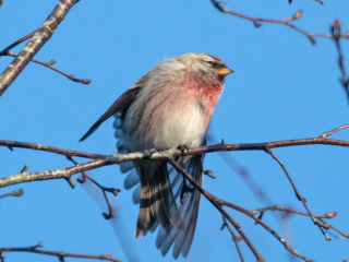 Mealy Redpoll, Witley Common (E Stubbs).