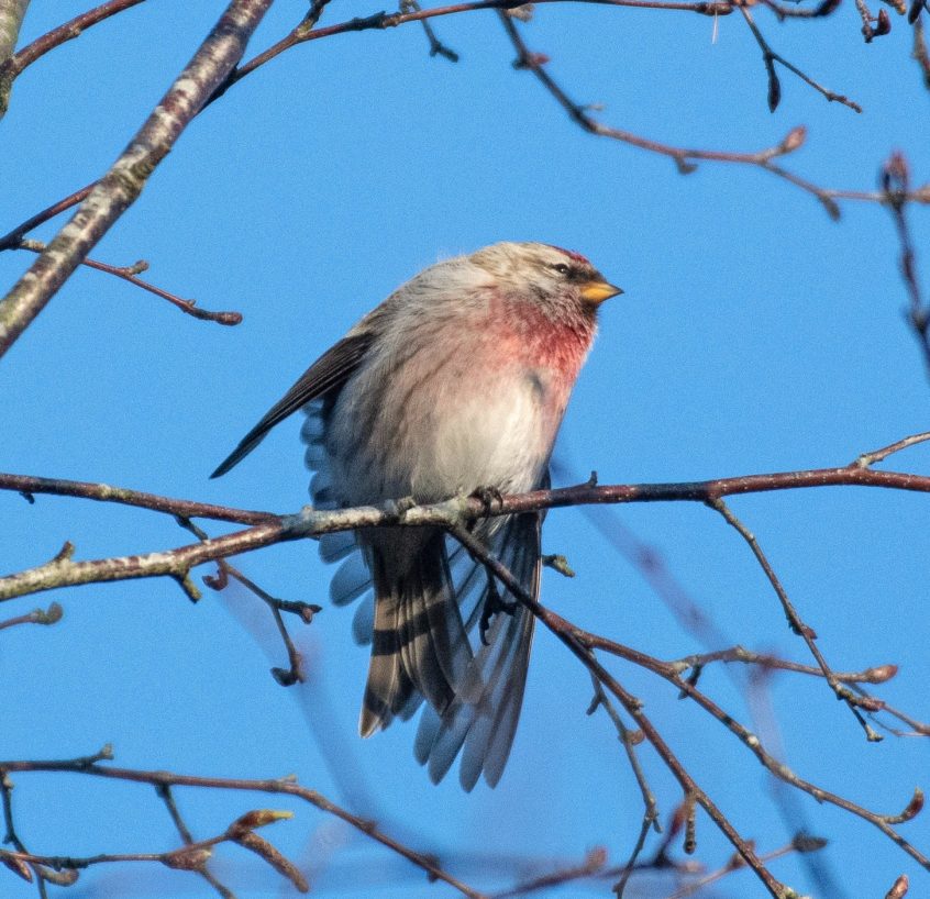 Mealy Redpoll, Witley Common (E Stubbs).