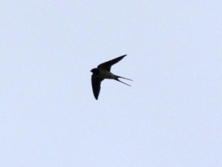 Swallow, Unstead SF (K Britten).