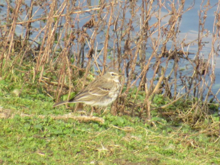 Water Pipit, London Wetland Centre (J Reeves).