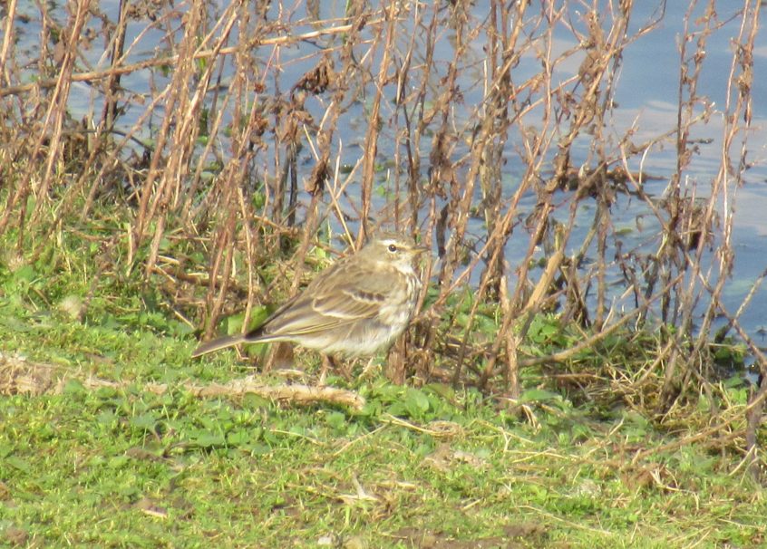 Water Pipit, London Wetland Centre (J Reeves).