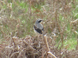 Wheatear, Richmond Park (J Reeves).