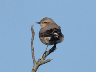 Wheatear, Thursley Common (E Stubbs).