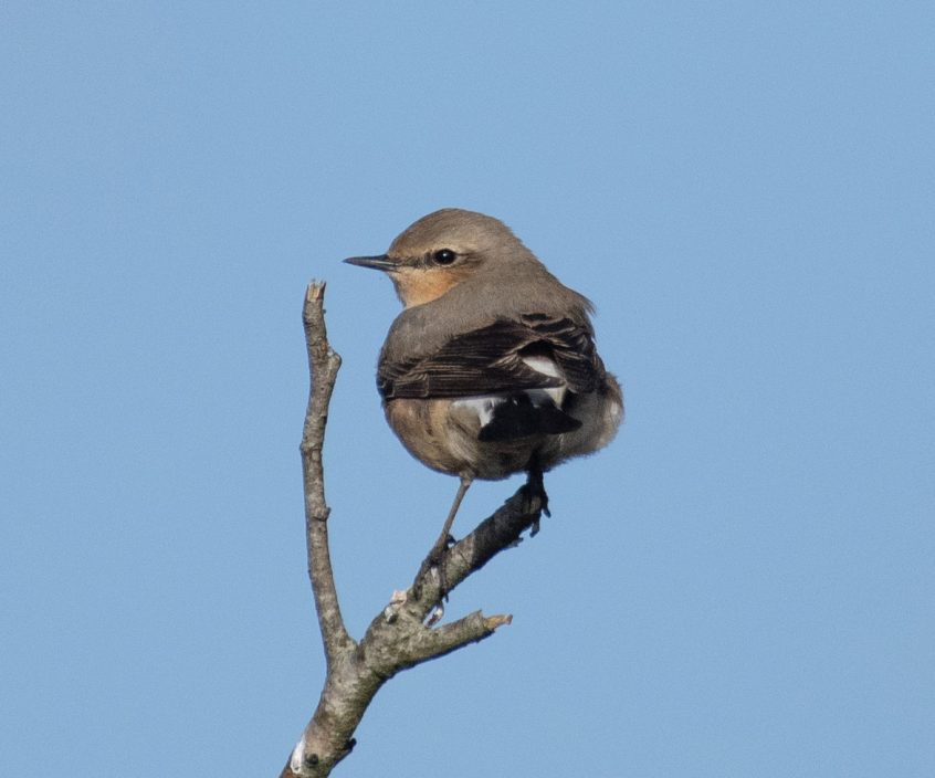 Wheatear, Thursley Common (E Stubbs).