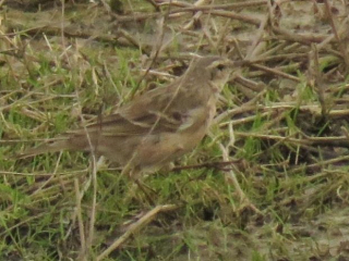 Water Pipit, Beddington Farmlands (I Jones).