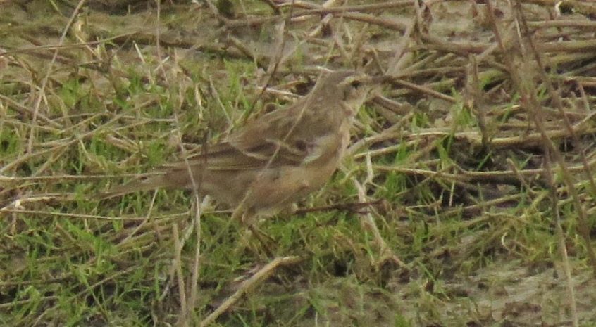 Water Pipit, Beddington Farmlands (I Jones).