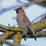 Waxwing, Horley (B Nelson).