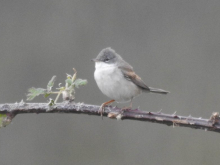 Whitethroat, Beddington Farmlands (D Warren).