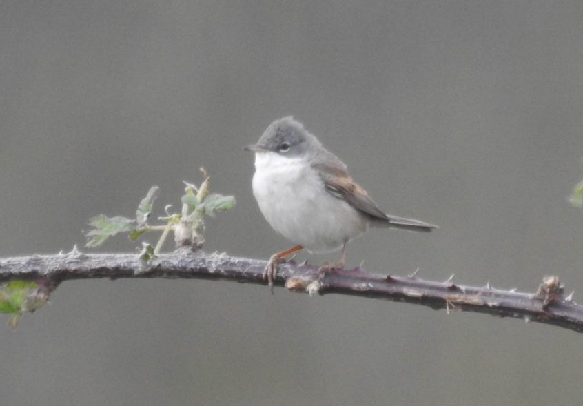 Whitethroat, Beddington Farmlands (D Warren).