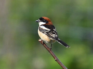 Woodchat Shrike, Beddington Farmlands (P Wallace).