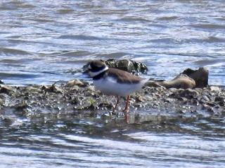 Ringed Plover, Beddington Farmlands (D Warren).