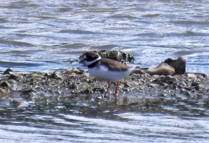 Ringed Plover, Beddington Farmlands (D Warren).