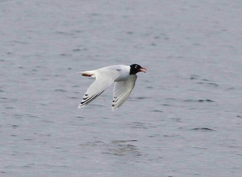 Mediterranean Gull, Island Barn Reservoir (D Harris).