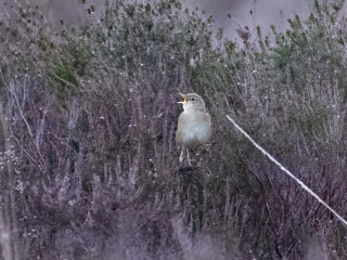 Grasshopper Warbler, Thursley Common (E Stubbs).