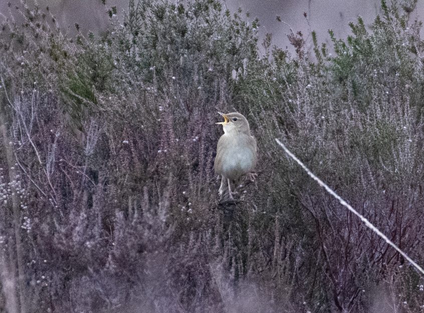 Grasshopper Warbler, Thursley Common (E Stubbs).