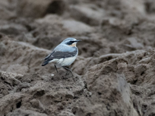 Wheatear, Eashing Fields (E Stubbs).