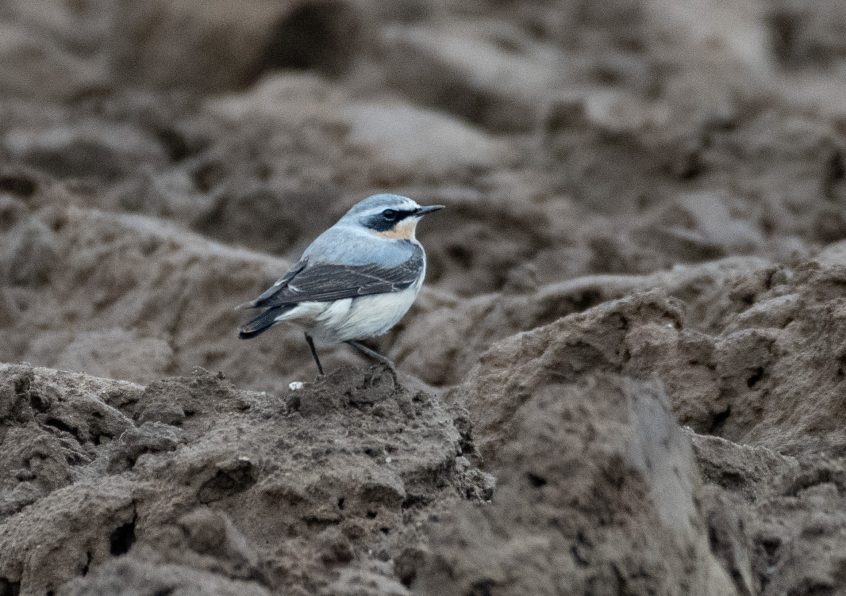 Wheatear, Eashing Fields (E Stubbs).