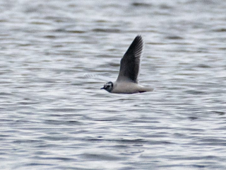 Little Gull, Frensham Great Pond (E Stubbs).