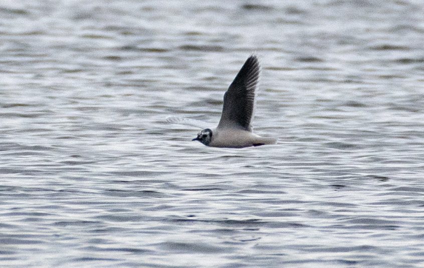 Little Gull, Frensham Great Pond (E Stubbs).