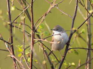 Whitethroat, Thursley Common (I Rowe).