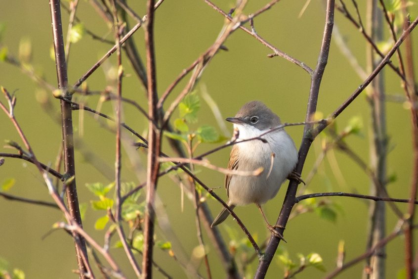 Whitethroat, Thursley Common (I Rowe).
