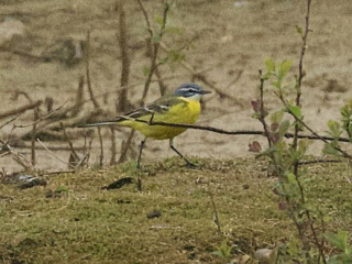 Blue-headed Wagtail, Beddington Farmlands (A Ramesh).