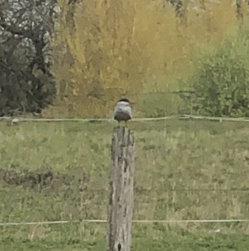 Common Tern, Cranleigh (R Stride).