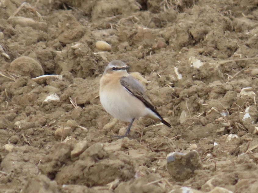 Wheatear, Burgh Heath (S Gale).